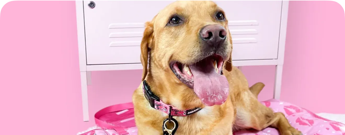 Pawsome Paws Boutique 