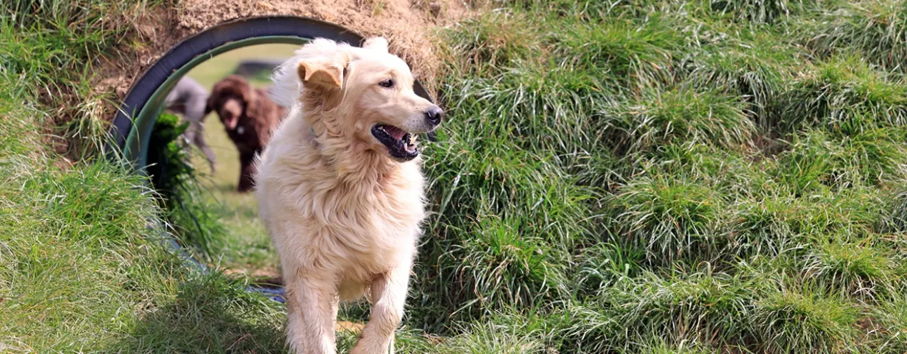 Bruce's Doggy Day Care